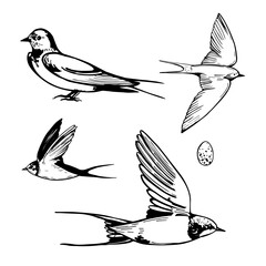 Swallow   set . Sketch illustration.