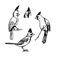  Northern cardinal.  Sketch illustration.