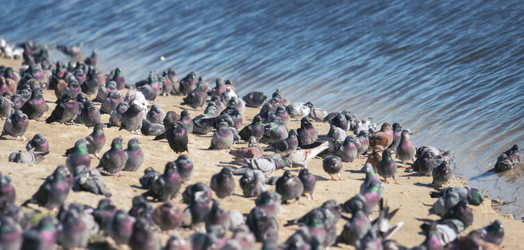 huge flock of pigeons on the shore of a pond