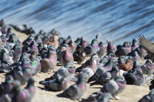 many pigeons sitting on the background of water