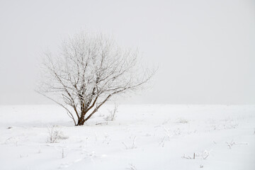 Fototapeta na wymiar Alone bush in snowy field