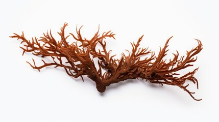 Fototapeta premium seaweed on a white background isolated.