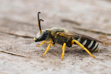 Closeup on a male Tawny-legged furrow bee, Halictus fulvipes sitting on wood