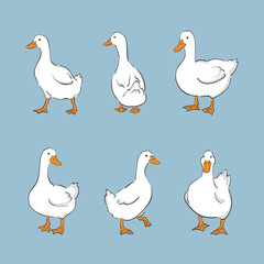 Set of cute white ducks. Vector farm birds illustration	 - 675525339