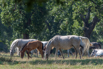 Fototapeta premium Lipizzaner is a breed of horse originating from Lipica