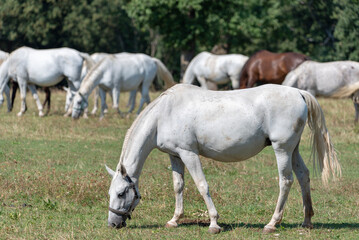 Lipizzaner is a breed of horse originating from Lipica