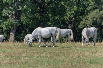 Naklejka na ściany i meble Lipizzaner is a breed of horse originating from Lipica