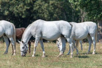 Obraz na płótnie Canvas Lipizzaner is a breed of horse originating from Lipica
