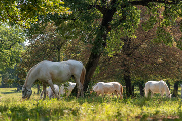 Lipizzaner is a breed of horse originating from Lipica