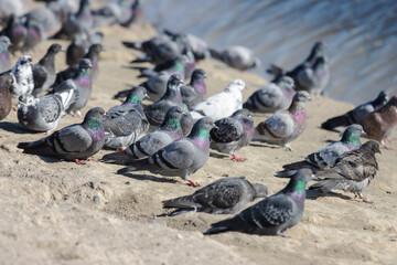 Fototapeta premium pigeons sitting on the shore of the lake
