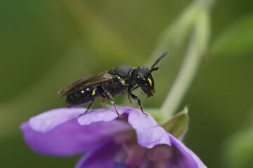 Closeup on a small Yellow-face solitary bee, Hylaeus , sitting on a purple Geranium flower