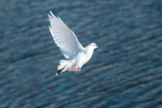 white dove flies over water