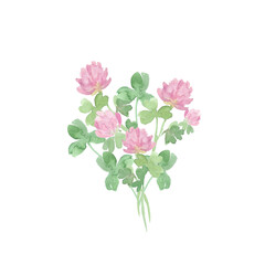 Watercolor drawing bouquet of clover flowers. Shamrock ClipArt. Botanical healing herbs illustration. Herbal medicine. Botanical illustration of trifolium pratense. Bouquet of trefoil flowers