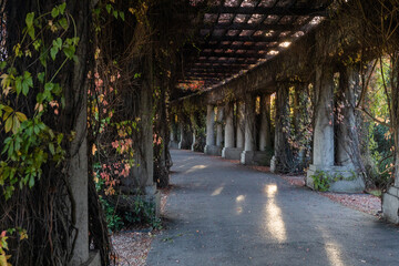 A vertical shot of a corridor under a tree covered with autumn leaves. Autumn leaves on the columns...