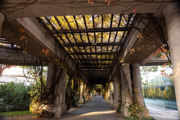A vertical shot of a corridor under a tree covered with autumn leaves. Autumn leaves on the columns...