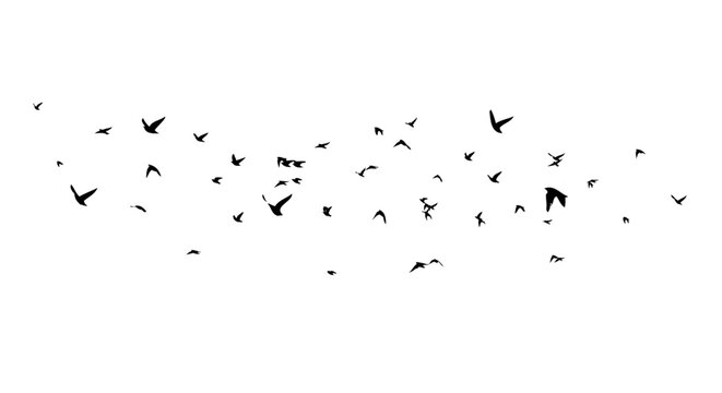 Flying birds silhouette flock. hand drawing. Not AI, Illustrat3. Vector illustration