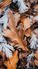 Frost covered closeup autumn leaves beautiful background. Cold weather frozen winter seasonal scene.