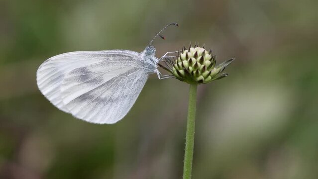 Leptidea sinapis is a small white butterfly, also called slender white, from the family Pieridae.