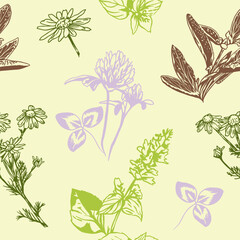 Clover, chamomile, sage, hand drawn. Vector illustration of seamless pattern with herbs. Wrapping paper, textile, greeting cards, labels, covers.