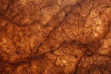 Top-down view of briar undergrowth, external surface material texture