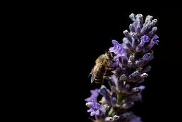 Macro close up of a bee sit on a lavender tree