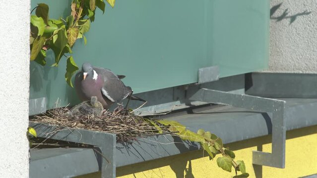 Adult pigeon walking to the nest with baby pigeon inside. Nesting and parenting of common pigeon.