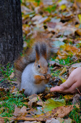 Squirrel eating from an outstretched hand. Late autumn, park with autumnal leaves