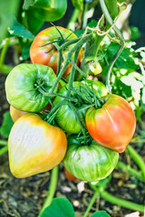 Tomaten - Rispe mit Tomaten