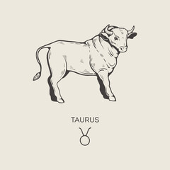 Taurus zodiac symbol, hand drawn 