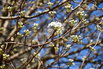 blossoming branches of a tree
