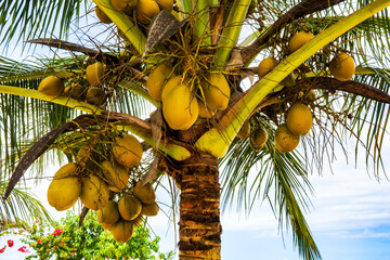 Fototapeta premium Coqueiro IMG_1218