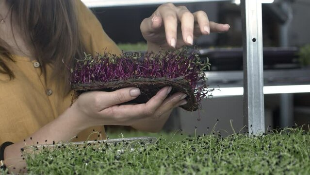 Young Woman Holds Microgreens on Coconut Coir