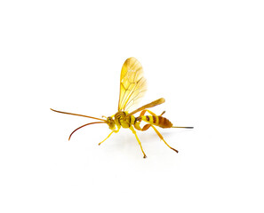 Adult female Ichneumon Wasp Neotheronia bicincta floridana  - with long ovipositor isolated on white background. Orange and yellow colors with black stripes or bands in abdomen.  side profile view