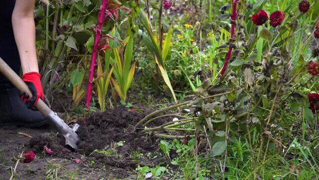 Woman gardener digging out dahlia tubers in autumn garden using shovel. Preparing roots for winter storage. Close up