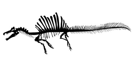 Spinosaurus Skeleton