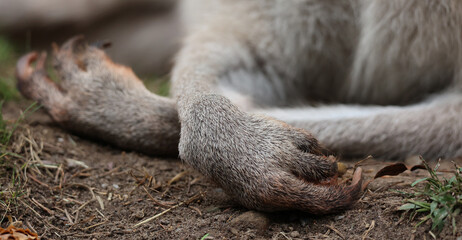 Front feet of a  kangaroo is a marsupial from the family Macropodidae (macropods, meaning 'large foot'). - obrazy, fototapety, plakaty