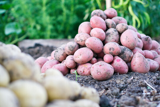 Kartoffel - rotschalig - Kartoffelernte 