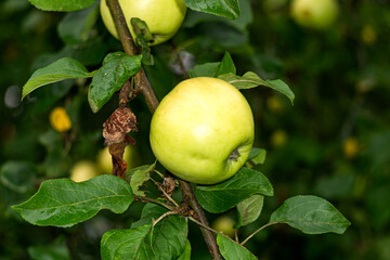 Yellow Antonovka apple on an apple tree branch in the garden.