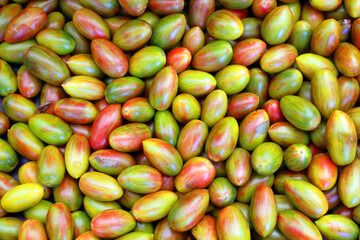 Evil Olive Tomato, Solanum lycopersicum. This tomato originates from the USA. The fruits are olive or umber in color, saladette tomato with a red umber colored