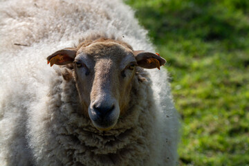 Animal collection, young and old sheeps grazing on green meadows on Haspengouw, Belgium in spring