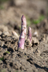Green asparagus sprouts growing on bio farm field in Limburg, Belgium