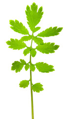Fototapeta premium Greater celandine branch