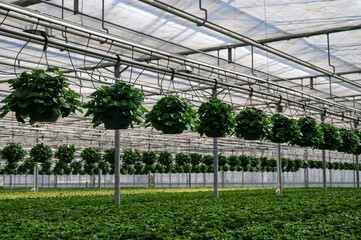 Young plants of hanging Hydrangea or hortensia, cultivated as decorative or ornamental garden plant growing in Dutch greenhouse, the Netherlands