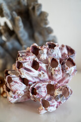 Hard dead blue and pink coral stones, underwater nature background