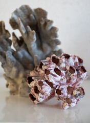 Hard dead blue and pink coral stones, underwater nature background