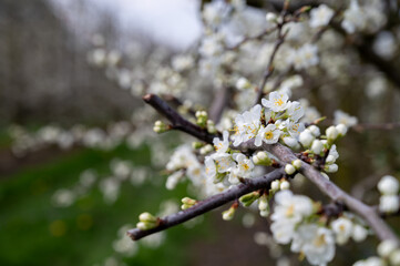 Spring white blossom of plum prunus tree, orchard with fruit trees in Betuwe, Netherlands in april
