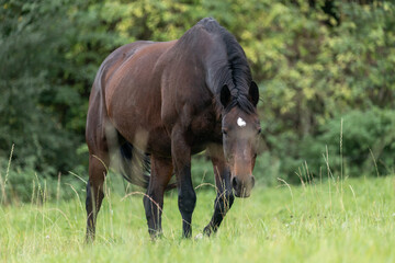 Pferd im hohen Gras © Nadine Haase