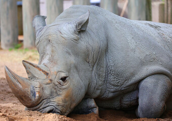 The white rhinoceros or square-lipped rhinoceros is the largest extant species of rhinoceros.  It...