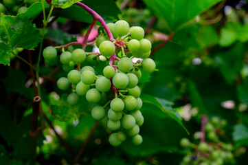 Upripe green grapes on champagne vineyards in Cote des Bar, south of Champange, France