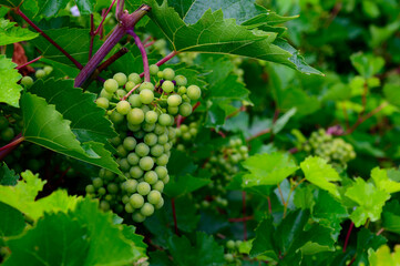 Upripe green grapes on champagne vineyards in Cote des Bar, south of Champange, France